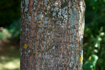 Ulmus procera 'Argenteo-Variegata' - jilm vysoký - kůra